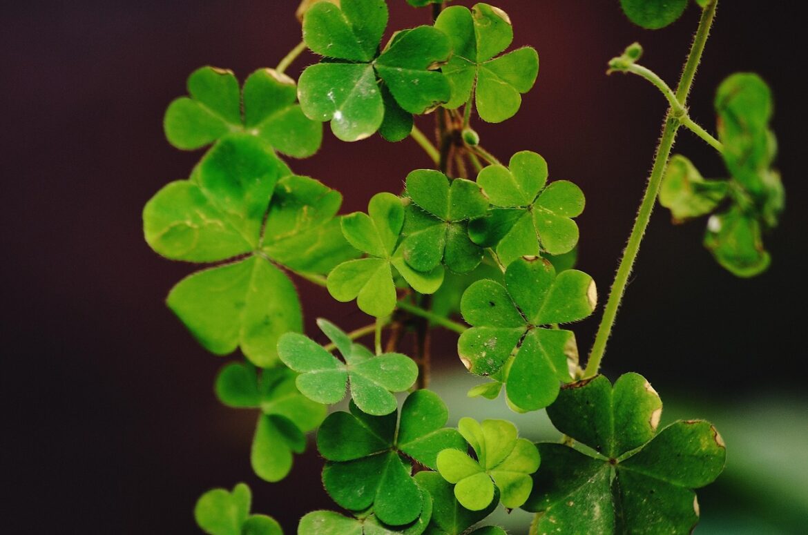 clover